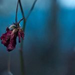 Di Sisi Bunga Yang Layu