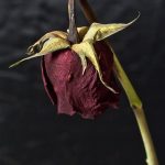 Di Sisi Bunga Yang Layu