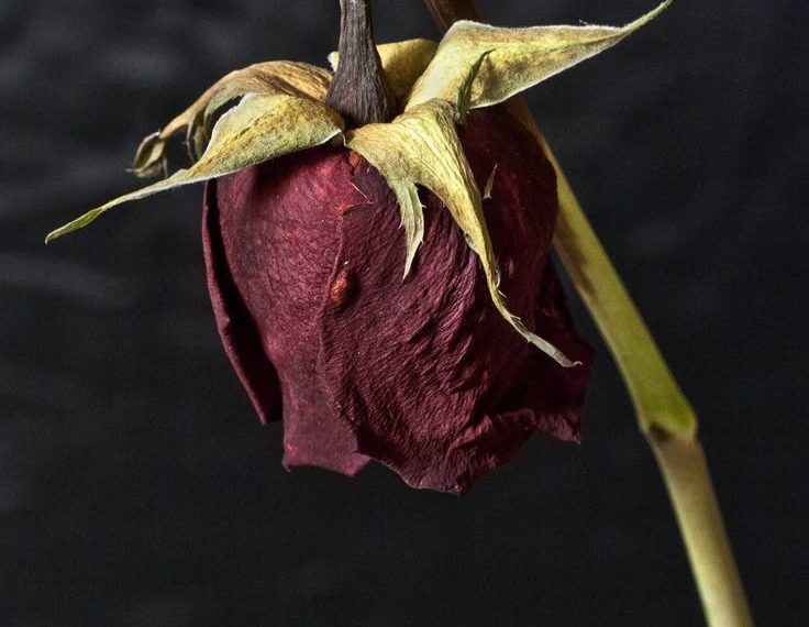 Di Sisi Bunga Yang Layu